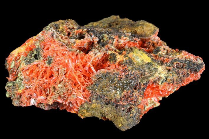 Bright Orange Crocoite Crystal Cluster - Tasmania #103806